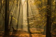 Zonsopgang in het Speulderbos van Danny Slijfer Natuurfotografie thumbnail