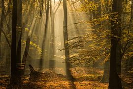 Lever de soleil dans la forêt de Speulder