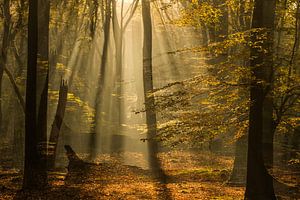 Lever de soleil dans la forêt de Speulder