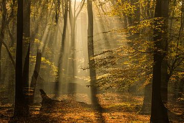 Zonsopgang in het Speulderbos