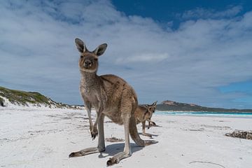 Kangaroos, Lucky Bay, Cape Le Grand National Park, Western Australia by Alexander Ludwig