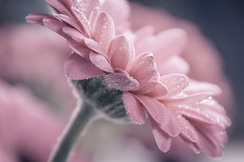 Gerbera II