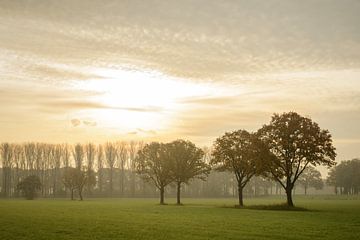 Chênes dans la lumière d'automne sur Sjoerd van der Wal Photographie