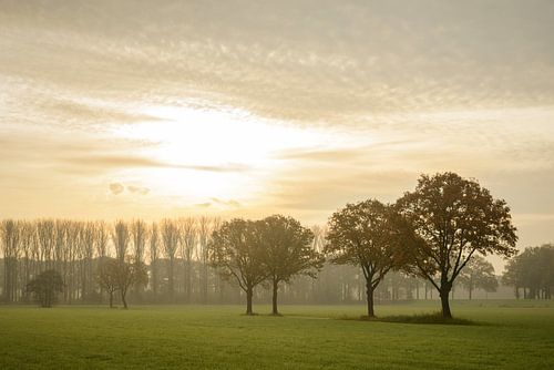 Eiken tijdens de zonsopkomst