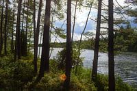 Swedish forests