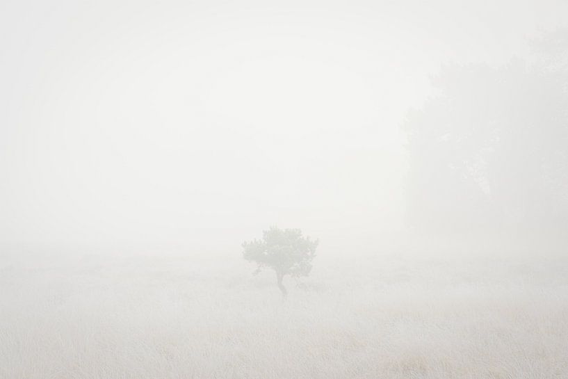 Petit pin dans un brouillard dense par Johan Vanbockryck