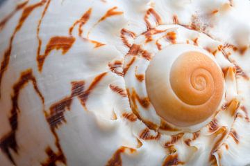 The shell spiral by Jolanda de Jong-Jansen