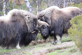 Muskusos Dovrefjell, Noorwegen van Frank Fichtmüller