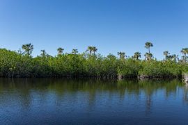 USA, Florida, Mangrove forest and palm trees reflecting in everglades by adventure-photos