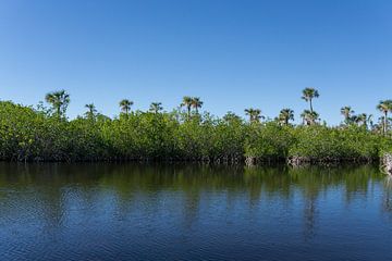 USA, Florida, Mangrovenwald und Palmen spiegeln sich in den Everglades von adventure-photos