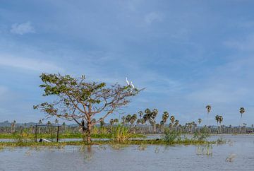 Witte reigers in een boom. van Floyd Angenent