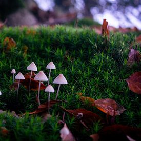 paddenstoelen van b.dutch