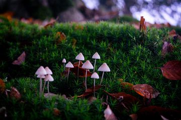 mushrooms by b.dutch