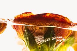 Primrose with air bubbles in ice