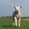 Rennend lam op de dijk bij Wierum, lente in Friesland van Tim Groeneveld