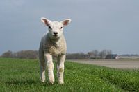 Rennend lam op de dijk bij Wierum, lente in Friesland