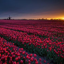 champ de tulipes au coucher du soleil à zuidschermer sur peterheinspictures