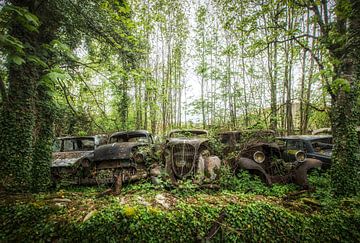 Vintage cars in forest