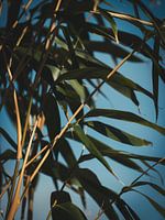 Nature in detail #13