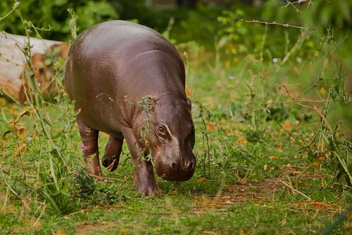 Cunningly peeps, goes along the green grass of the meadow. cute little plump Dwarf Liberian hippo (h