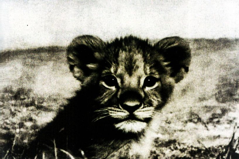 Löwenjunges in Schwarz und Weiß von Art & Soul Creations