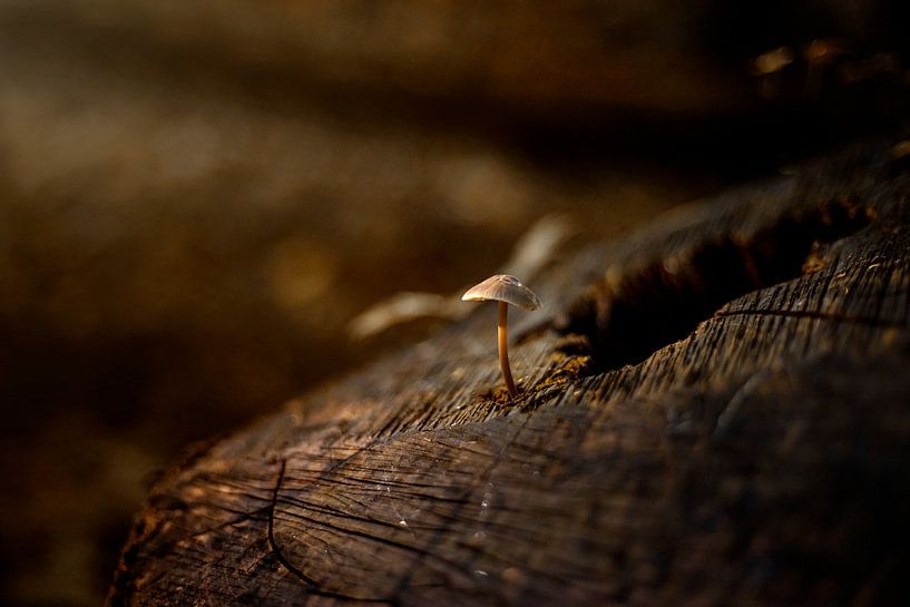 lone mushroom by Yara Verstappen