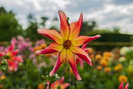 Dahlia mill by Boetiek Fotogeniek