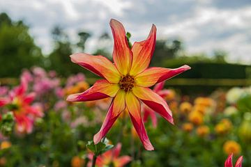 Moulin à dahlia sur Nadia Keesman-Founassi