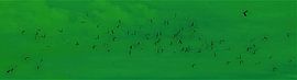 Green flight