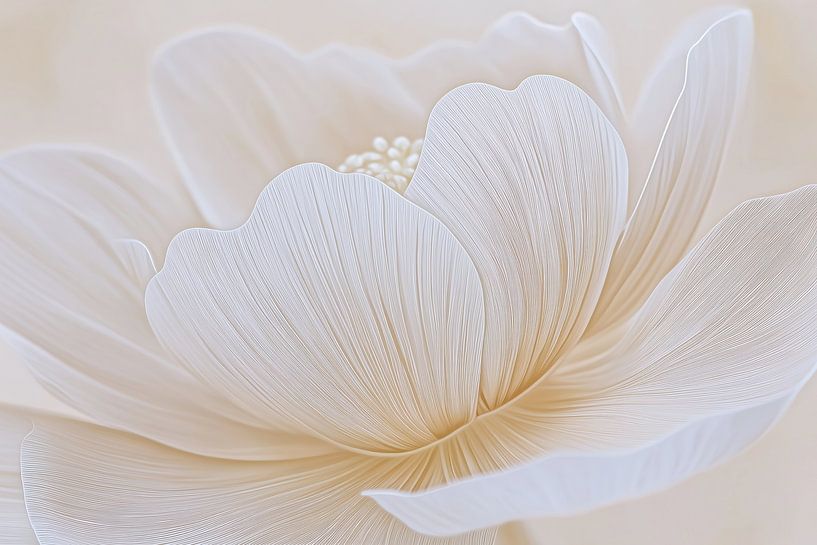 White flower by Bert Nijholt