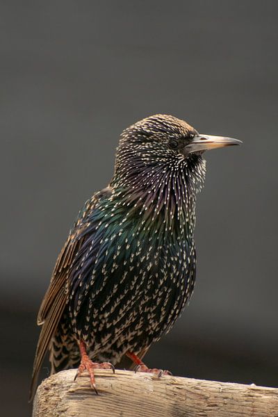 Starling by Don van Riek