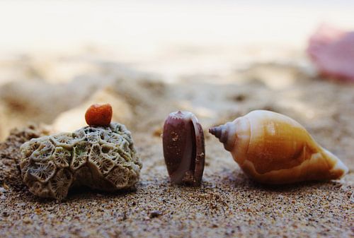Schelpen op het strand