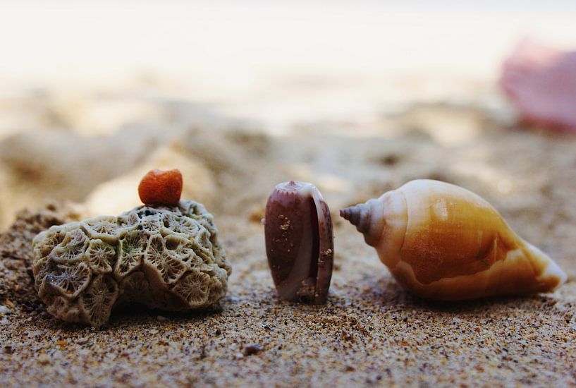 Muscheln am Strand von Alyssa van Niekerk