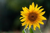 a sunflower in focus by Matthias Korn thumbnail