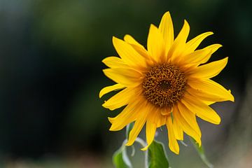 a sunflower in focus by Matthias Korn
