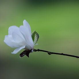 Weiße Magnolie/Weiße Magnolie von Joyce Derksen