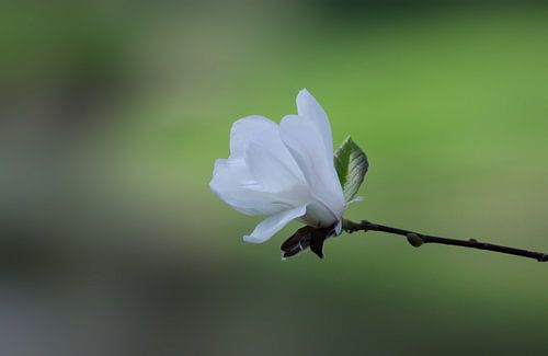Witte Magnolia/White Magnolia van Joyce Derksen