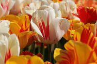 Tulpen