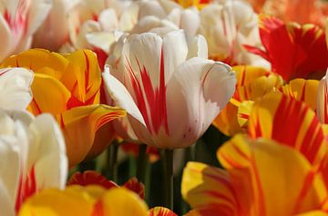 Tulpen van Yvonne Balvers