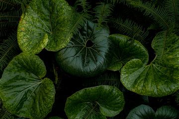 De achtergrond van het patroon natuur groene bladeren abstractie van Dieter Walther