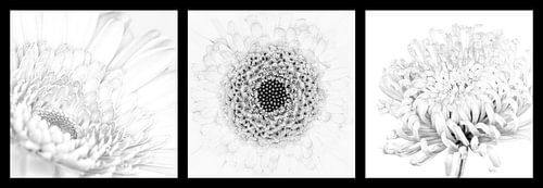 Drieluik lichte bloemen zwartwit horizontaal