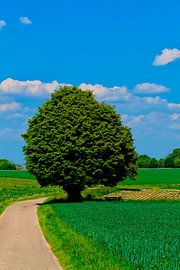 Stammen von Erik Creugers