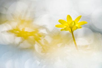lente sterren