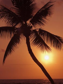 LP 70485262 Hawaii, palmboom silhouette met oranje lucht over de Oceaan van BeeldigBeeld Food & Lifestyle