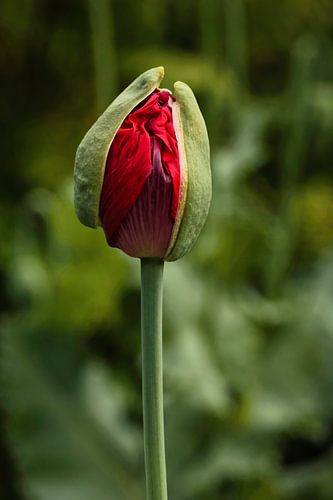 De grote klaproos in knop