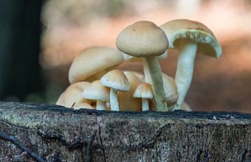 fungus in forest van ChrisWillemsen