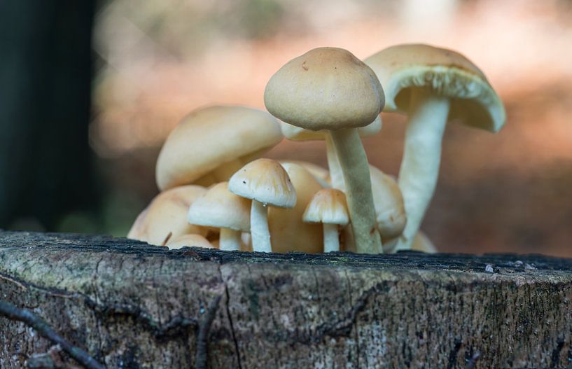 fungus in forest par ChrisWillemsen