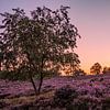 Atmospheric photo of the Purple Heath by Rick van de Kraats