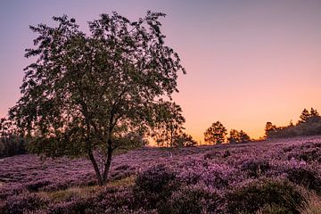 Sfeervolle foto van de paarse Heide van Rick van de Kraats