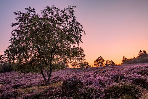 Sfeervolle foto van de paarse Heide
